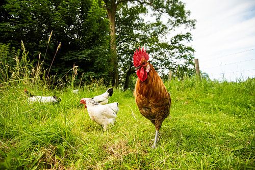 Kippen en Haan in de natuur