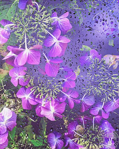 Pluie magique de la lune