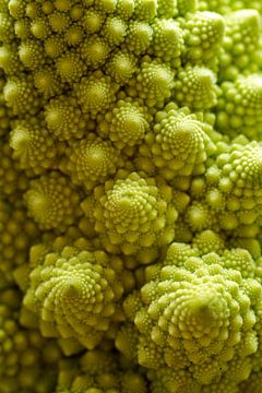 Macrofoto van een Romanesco Brassica oleracea van Felix Marx