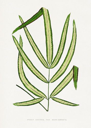 Blattillustration von Pteris cretica