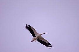 C. ciconia by pierre munch