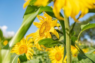 Hollandse zonnebloemen