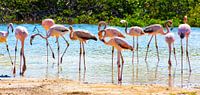 Jonge  Flamingo’s op Bonaire