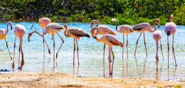 Junge Flamingos auf Bonaire von Michel Groen