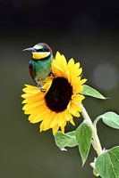 Bijeneter op zonnebloem