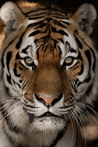 Le tigre en pleine lumière