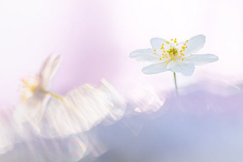 Bosanemoon en rose et violet