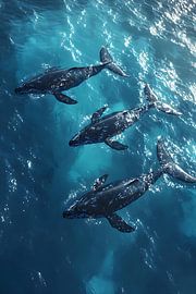 Buckelwale / Wale im Meer