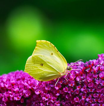 Citroenvlinder op een zomerlila bloem van ManfredFotos