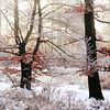walking in winter wonderland by Els Fonteine
