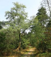 Een pad door het bos