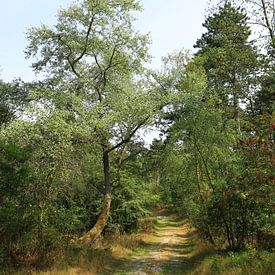 A path through the forest by Patrick Riemens