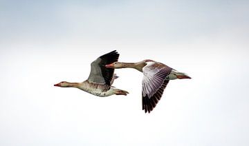 Pair of Geese by Roy IJpelaar