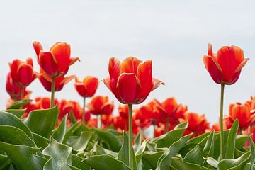Oranje Tulpen van MMFoto