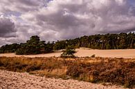 Trees on sand 8 - Loonse en Drunense Duinen van Deborah de Meijer thumbnail
