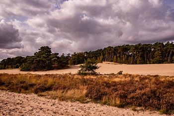 Trees on sand 8 - Loonse en Drunense Duinen