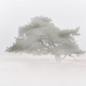 Misty by Bureau Brauns