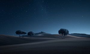 Wüstenbaum im Mondlicht