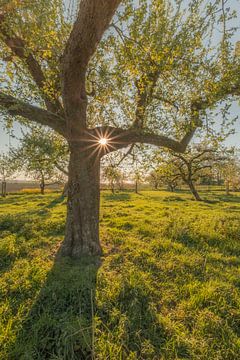 Boom met lichtpuntje van Moetwil en van Dijk - Fotografie