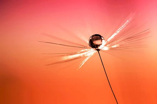 Paardebloem met druppel in het zonnetje