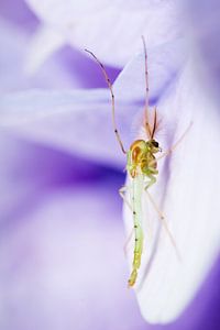 Male mosquito on purple flower von Luis Boullosa