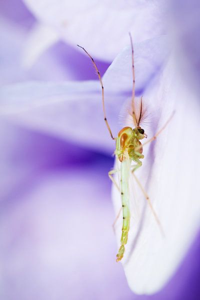 Male mosquito on purple flower van Luis Boullosa