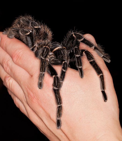Lasiodora parahybana by Bo Valentino