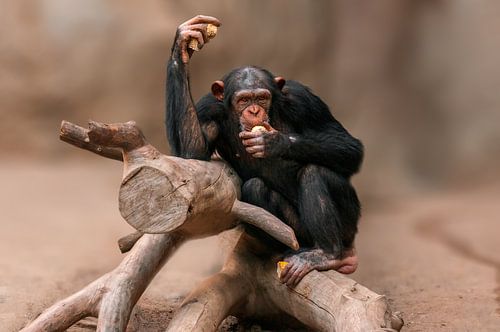 Chimpansee eten