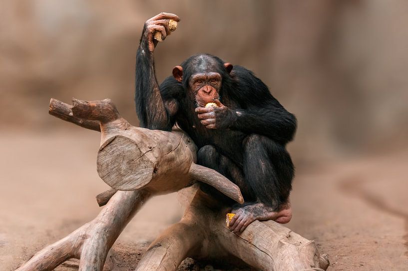 Chimpanzé se nourrissant par Mario Plechaty Photography