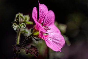 Roze Malva bloem van Rob Boon