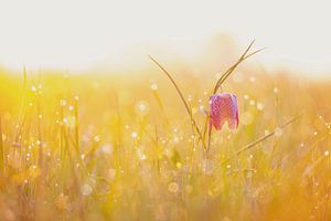 Schachblume auf einer Wiese während eines schönen Sonnenaufgangs im Frühling