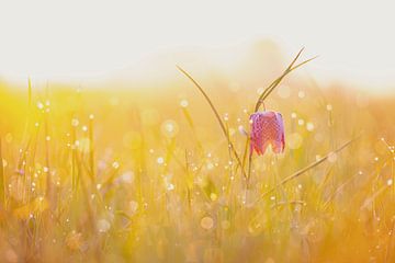 Kievitsbloem in een weiland tijdens een mooie voorjaars zonopkomst van Sjoerd van der Wal