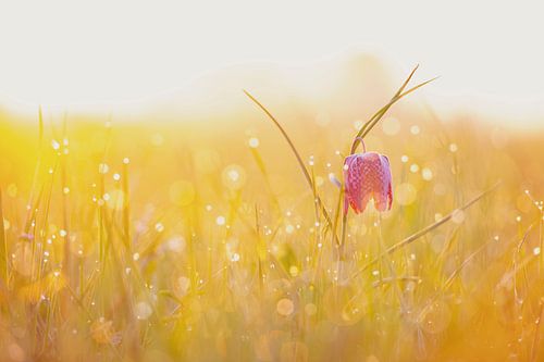 Kievitsbloem in een weiland tijdens een mooie voorjaars zonopkomst