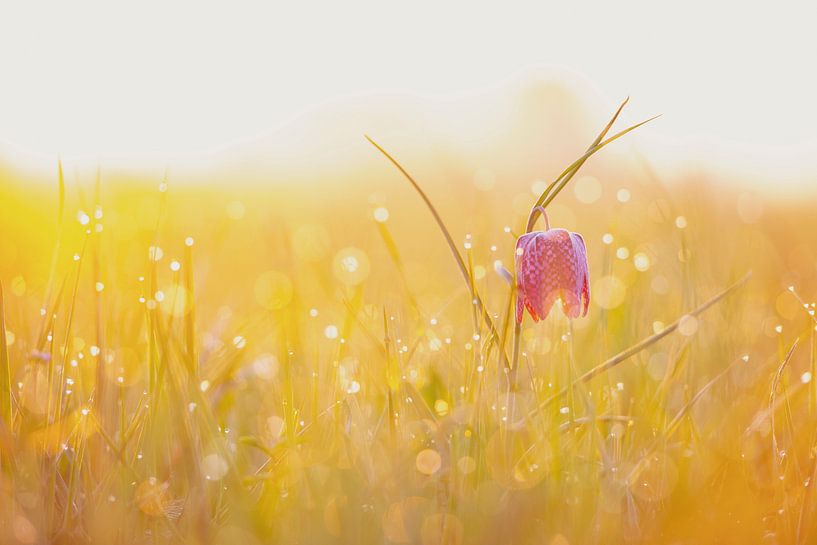 Snake's Head Fritillary in a meadow during a beautiful springtime sunrise by Sjoerd van der Wal Photography