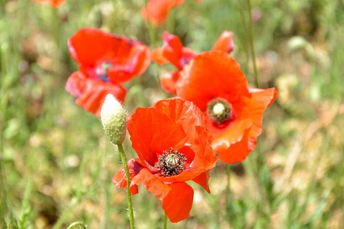 Coquelicots rouges