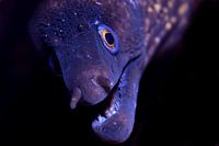 UNDERWATER ART - MUREANA