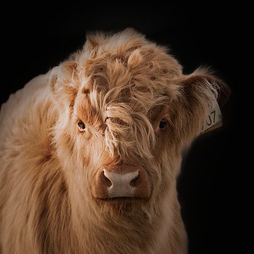 Scottish Highlander