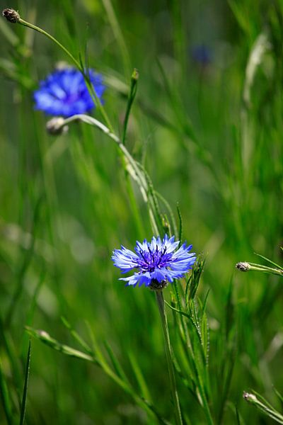 Kornblumen von Thomas Jäger