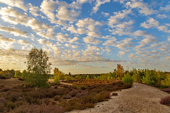Maasduinen