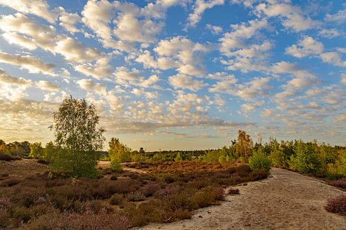 Maasduinen