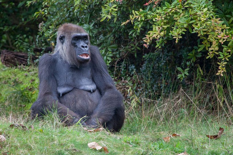 Un vieux gorille regarde au loin par Joost Adriaanse