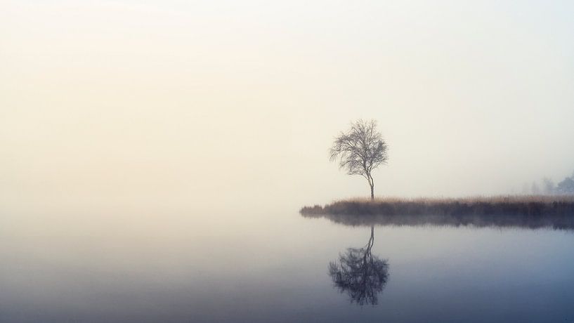 Tree in the Mist by Johan Rosema Fotografie