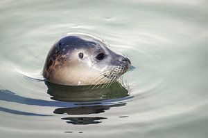 Seitenporträt einer schwimmenden Robbe