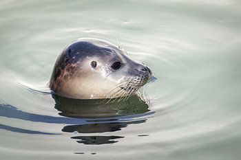 Portrait latéral d'un phoque qui nage