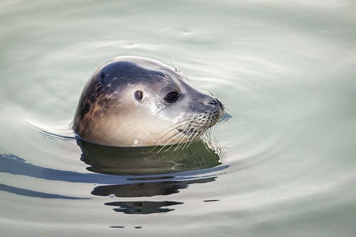 Zijwaarts portret van een zwemmende zeehond