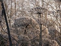 Compositie van bereklauw in de winter