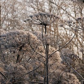 Zusammensetzung der Zypresse im Winter von Wim vd Neut