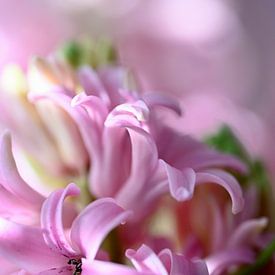 Rose Hyacinten-BOL van Bokeh van Ria Scheewe