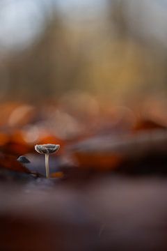 Herfst in het bos van Mijke Braam