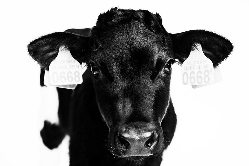 Portrait Calf by Els Korsten